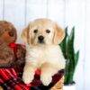 Image of Haley, a Golden Retriever puppy