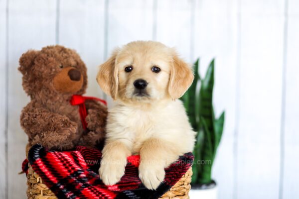 Image of Haley, a Golden Retriever puppy