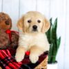 Image of Haley, a Golden Retriever puppy