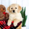 Image of Haley, a Golden Retriever puppy