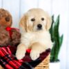 Image of Haley, a Golden Retriever puppy