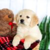 Image of Haley, a Golden Retriever puppy