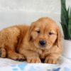 Image of Hank, a Golden Retriever puppy