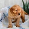 Image of Hank, a Golden Retriever puppy