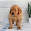 Image of Hank, a Golden Retriever puppy