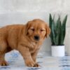 Image of Hank, a Golden Retriever puppy