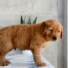 Image of Hank, a Golden Retriever puppy