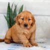 Image of Hank, a Golden Retriever puppy