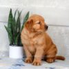 Image of Hank, a Golden Retriever puppy