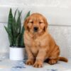 Image of Hank, a Golden Retriever puppy