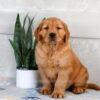 Image of Hank, a Golden Retriever puppy