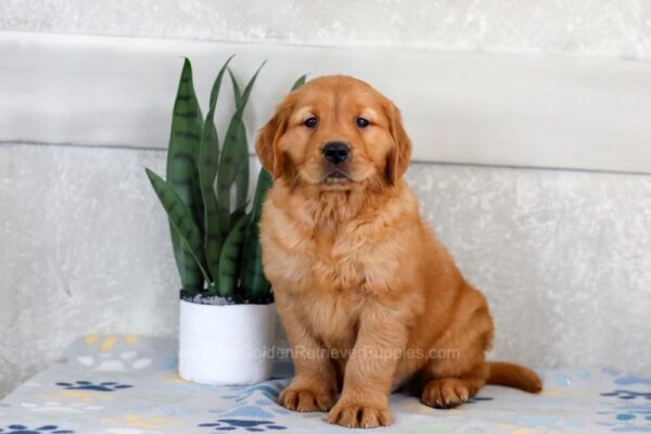 Image of Hank, a Golden Retriever puppy