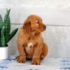 Image of Harmony, a Golden Retriever puppy