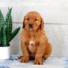 Image of Harmony, a Golden Retriever puppy