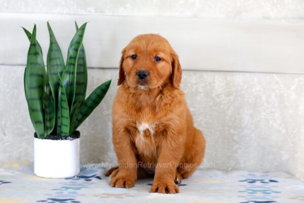 Image of Harmony, a Golden Retriever puppy