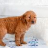 Image of Harmony, a Golden Retriever puppy