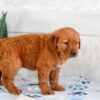 Image of Harmony, a Golden Retriever puppy