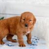 Image of Harmony, a Golden Retriever puppy