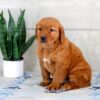 Image of Harmony, a Golden Retriever puppy