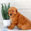 Image of Harmony, a Golden Retriever puppy