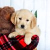 Image of Harper, a Golden Retriever puppy