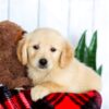 Image of Harper, a Golden Retriever puppy