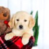 Image of Harper, a Golden Retriever puppy