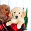 Image of Harper, a Golden Retriever puppy