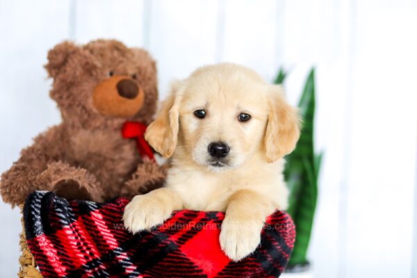 Image of Harper, a Golden Retriever puppy