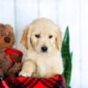 Image of Harper, a Golden Retriever puppy