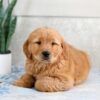 Image of Harper, a Golden Retriever puppy