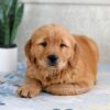 Image of Harper, a Golden Retriever puppy