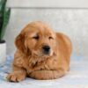 Image of Harper, a Golden Retriever puppy