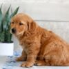 Image of Harper, a Golden Retriever puppy