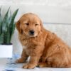 Image of Harper, a Golden Retriever puppy