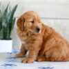 Image of Harper, a Golden Retriever puppy