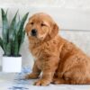 Image of Harper, a Golden Retriever puppy