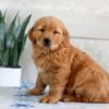 Image of Harper, a Golden Retriever puppy