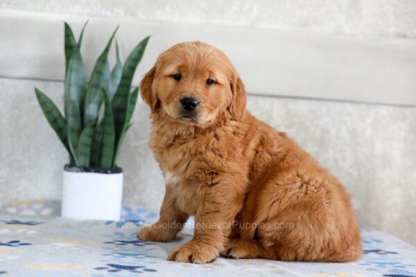 Image of Harper, a Golden Retriever puppy