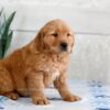 Image of Harper, a Golden Retriever puppy