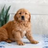 Image of Harper, a Golden Retriever puppy