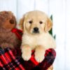 Image of Hayden, a Golden Retriever puppy