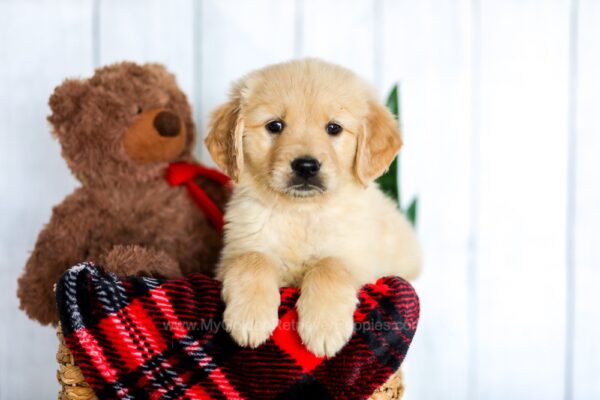 Image of Hayden, a Golden Retriever puppy