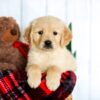 Image of Hayden, a Golden Retriever puppy