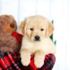 Image of Hayden, a Golden Retriever puppy