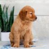 Image of Heidi, a Golden Retriever puppy