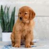 Image of Heidi, a Golden Retriever puppy