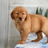 Image of Heidi, a Golden Retriever puppy