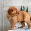 Image of Heidi, a Golden Retriever puppy