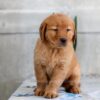 Image of Heidi, a Golden Retriever puppy